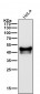 Anti-p53 TP53 Rabbit Monoclonal Antibody